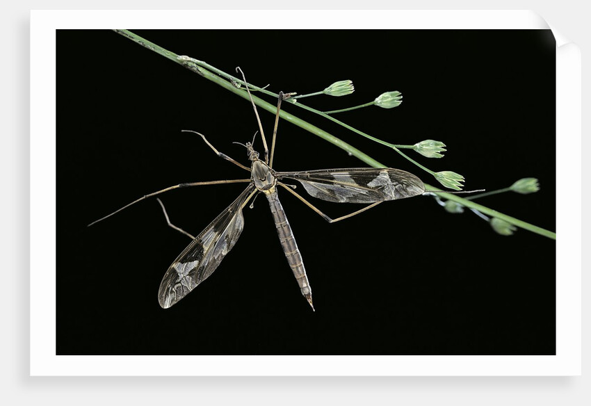 Tipula maxima (crane fly) by Anonymous