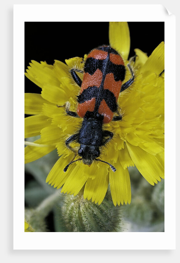 Trichodes alvearius (soldierbeetle, checkered beetle) by Anonymous