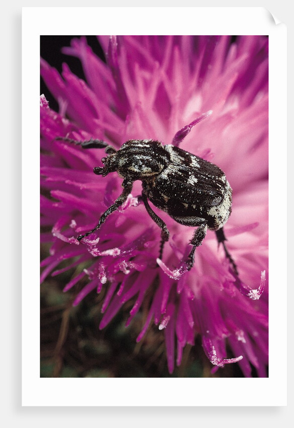 Valgus hemipterus (flower beetle) by Anonymous