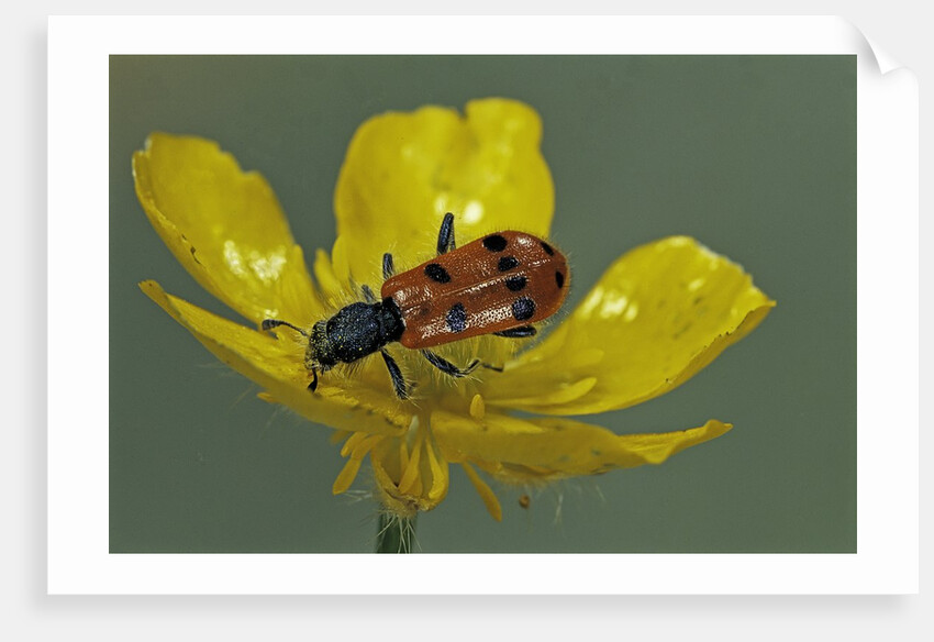 Trichodes octopunctatus (checkered beetle) by Anonymous