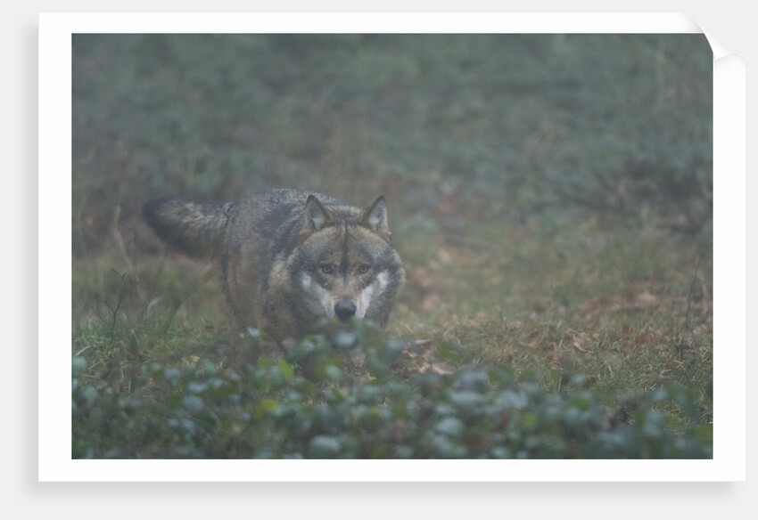 Gray wolf (Canis lupus), Bavarian Forest National Park. by Anonymous