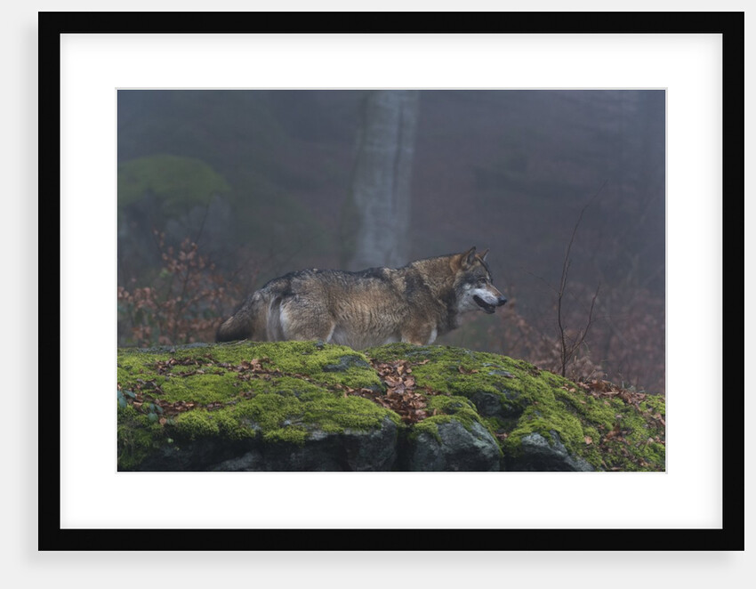 Gray wolf (Canis lupus), Bavarian Forest National Park. by Anonymous