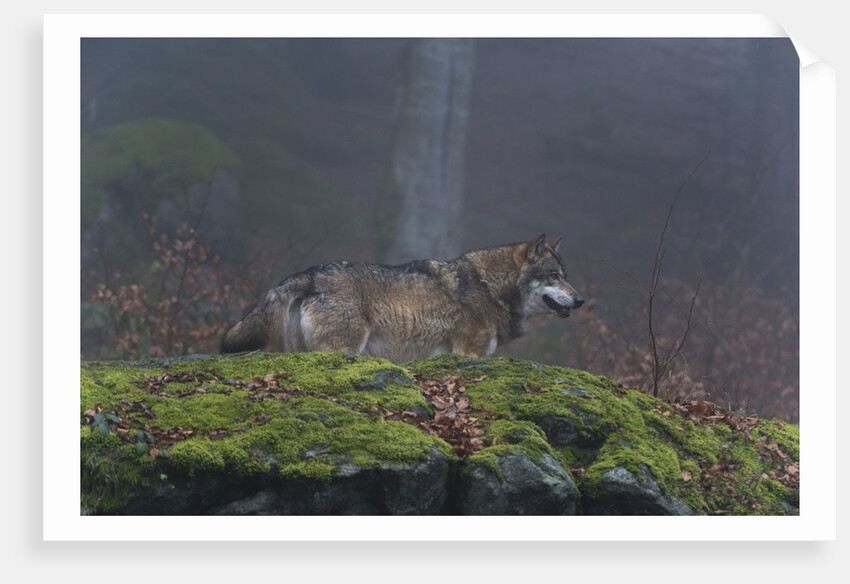Gray wolf (Canis lupus), Bavarian Forest National Park. by Anonymous