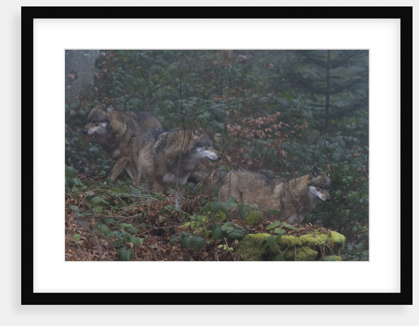 Gray wolves (Canis lupus), Bavarian Forest National Park. by Anonymous