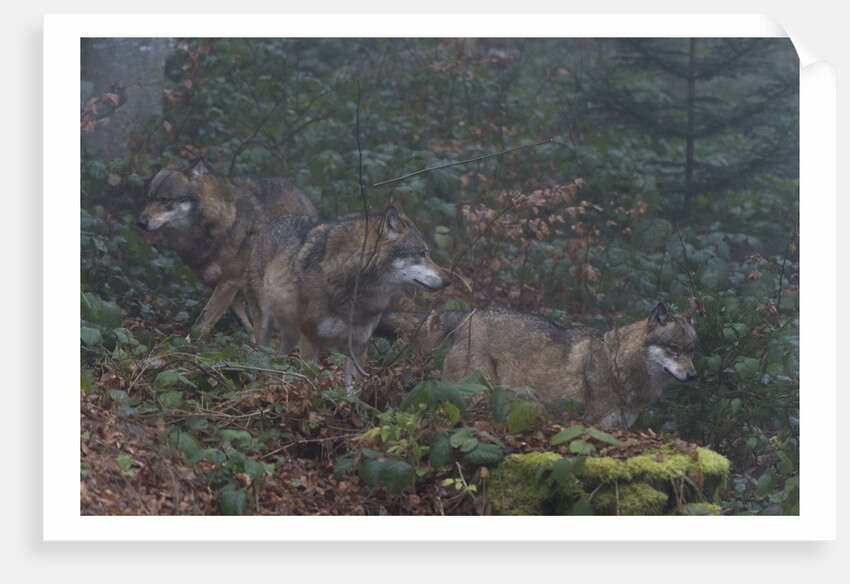 Gray wolves (Canis lupus), Bavarian Forest National Park. by Anonymous