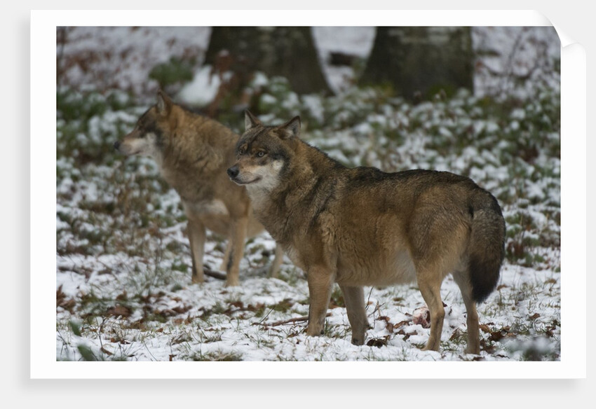 Gray wolves (Canis lupus), Bavarian Forest National Park. by Anonymous