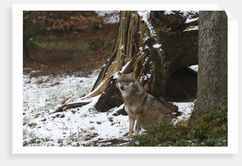 Gray wolf (Canis lupus), Bavarian Forest National Park. by Anonymous