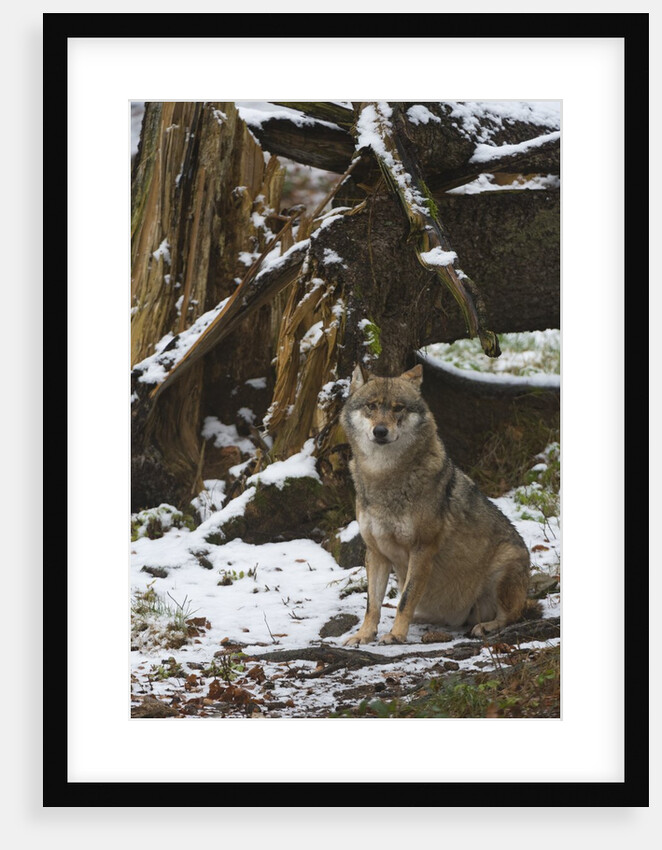 Gray wolf (Canis lupus), Bavarian Forest National Park. by Anonymous