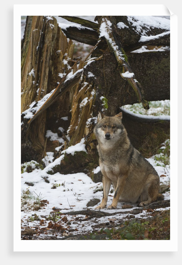 Gray wolf (Canis lupus), Bavarian Forest National Park. by Anonymous