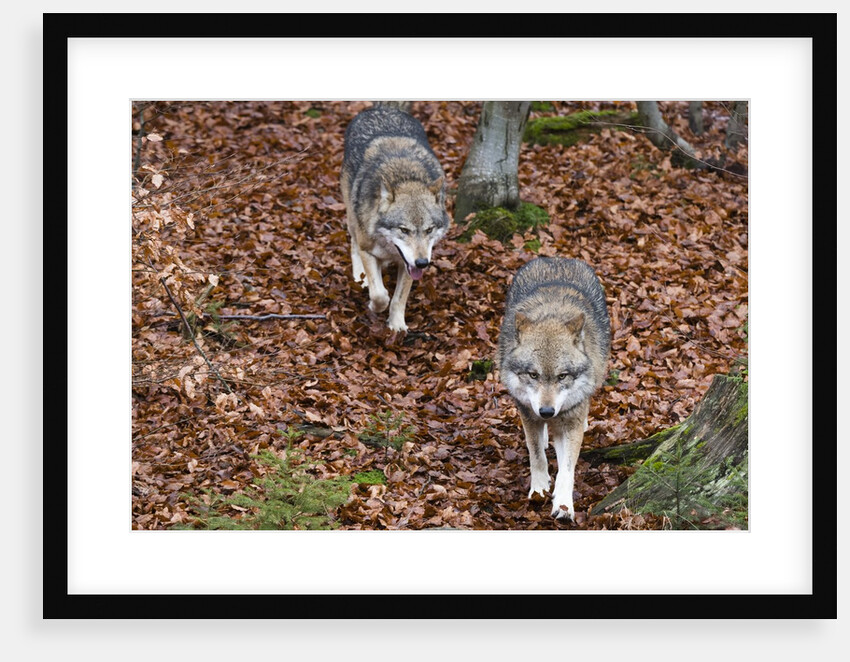 Gray wolves (Canis lupus), Bavarian Forest National Park. by Anonymous
