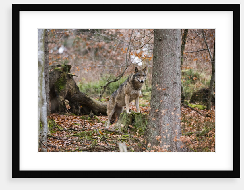 Gray wolf (Canis lupus), Bavarian Forest National Park. by Anonymous