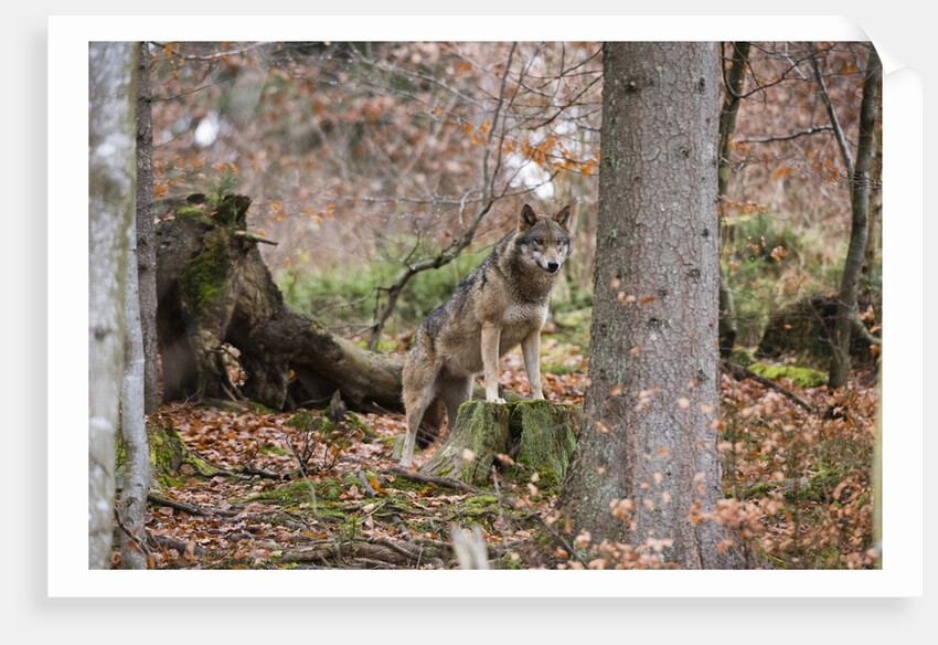 Gray wolf (Canis lupus), Bavarian Forest National Park. by Anonymous