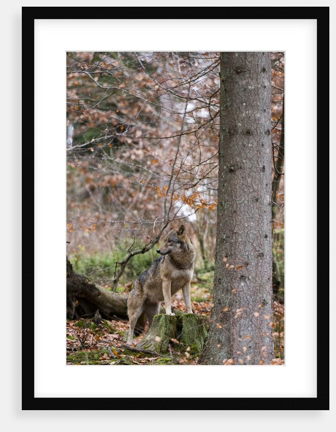 Gray wolf (Canis lupus), Bavarian Forest National Park. by Anonymous