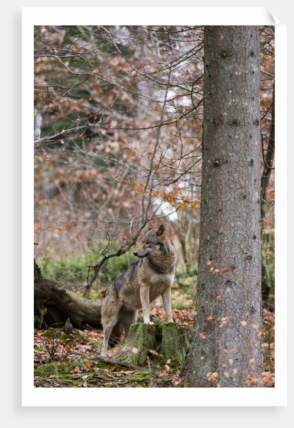 Gray wolf (Canis lupus), Bavarian Forest National Park. by Anonymous
