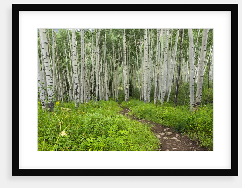 Hiking in the Aspen trees forest On the Trail to the American Lake. by Anonymous