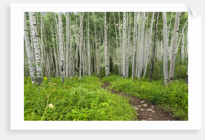 Hiking in the Aspen trees forest On the Trail to the American Lake. by Anonymous
