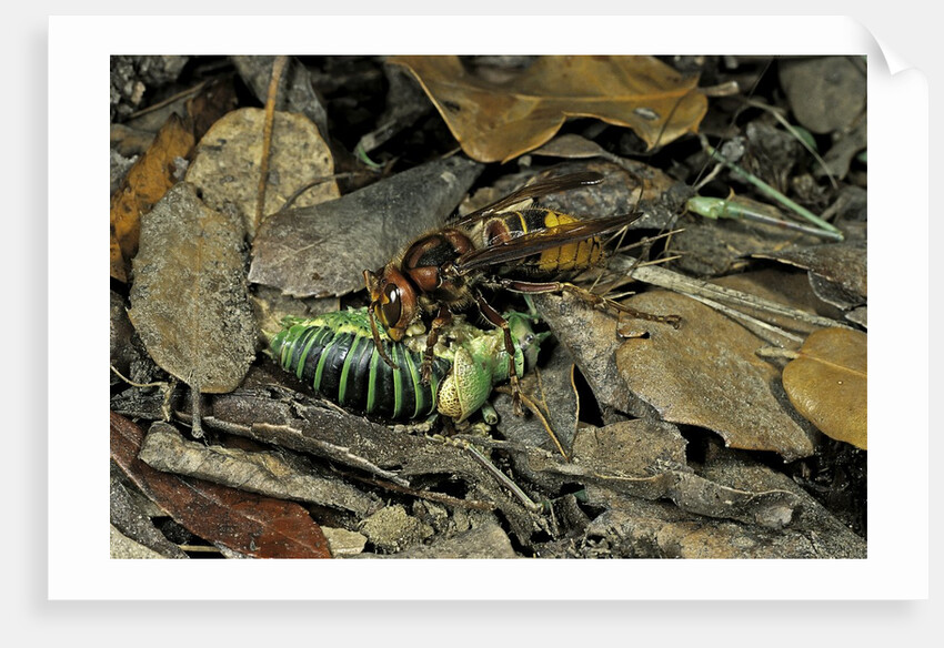 Vespa crabro (european hornet) - feeding on a bushcricket by Anonymous