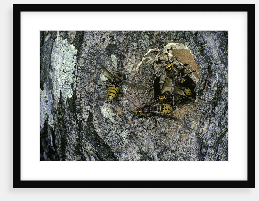 Vespa crabro (european hornet) - nest entrance in a tree trunk by Anonymous