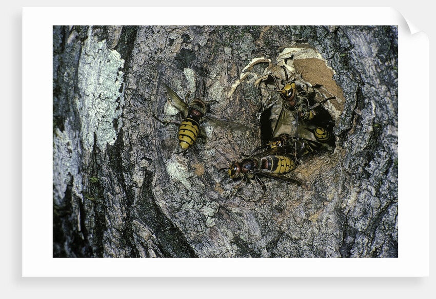 Vespa crabro (european hornet) - nest entrance in a tree trunk by Anonymous