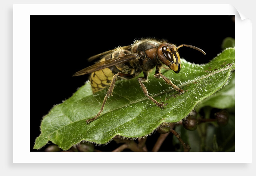 Vespa crabro (european hornet) by Anonymous