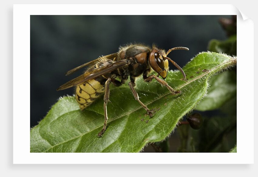 Vespa crabro (european hornet) by Anonymous