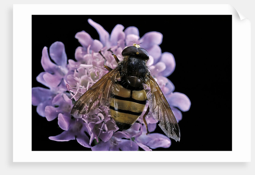 Volucella inanis (lesser hornet hoverfly) by Anonymous