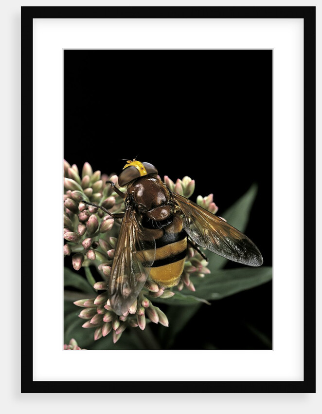 Volucella zonaria (hornet mimic hoverfly) by Anonymous