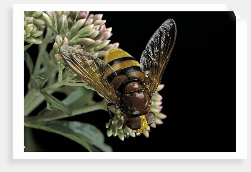 Volucella zonaria (hornet mimic hoverfly) by Anonymous