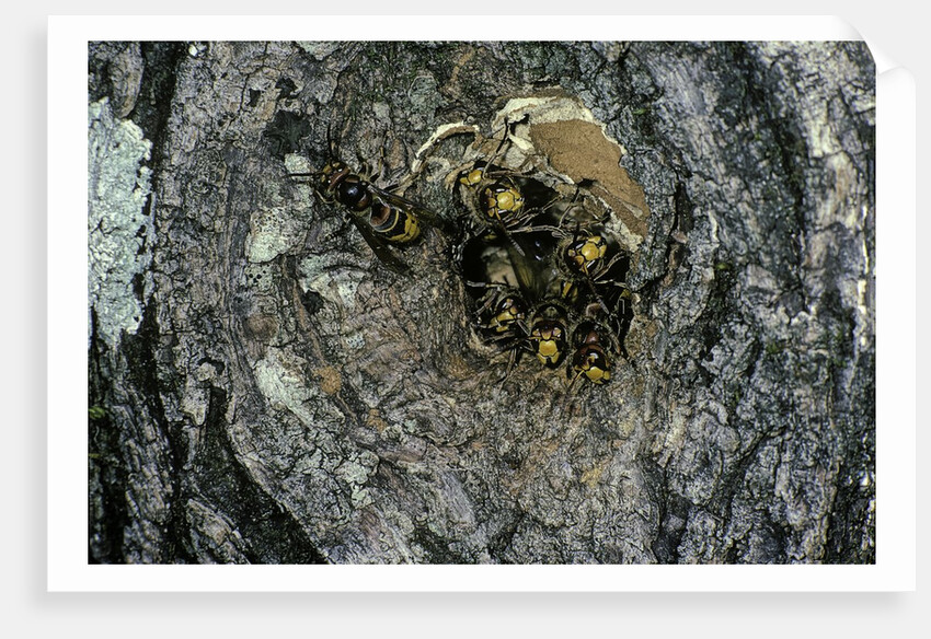 Vespa crabro (european hornet) - nest entrance in a tree trunk by Anonymous
