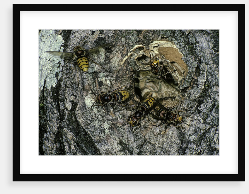 Vespa crabro (european hornet) - nest entrance in a tree trunk by Anonymous