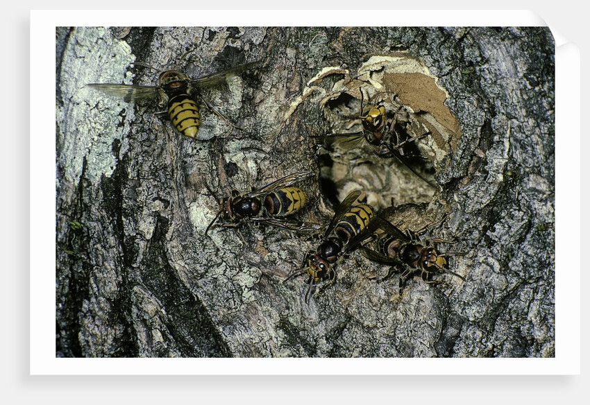 Vespa crabro (european hornet) - nest entrance in a tree trunk by Anonymous