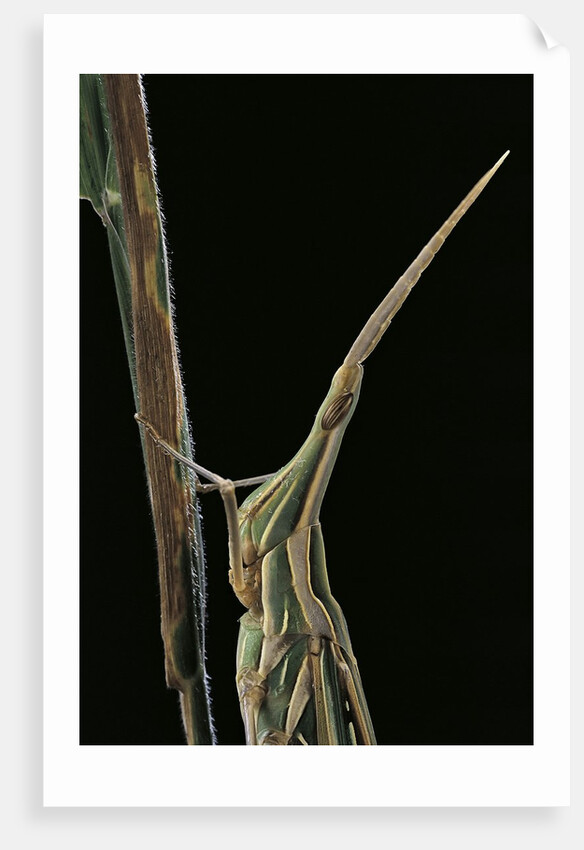 Xenotruxalis fenestrata (short-horned grasshopper) - portrait by Anonymous
