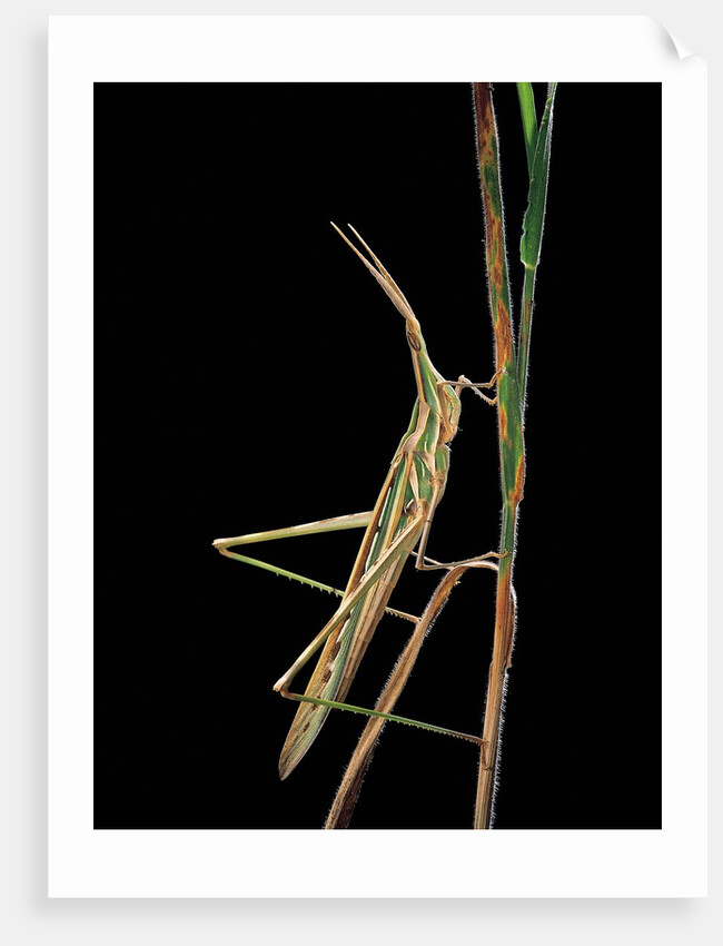 Xenotruxalis fenestrata (short-horned grasshopper) by Anonymous