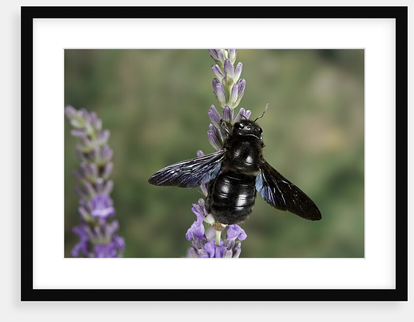 Xylocopa violacea (violet carpenter bee) by Anonymous