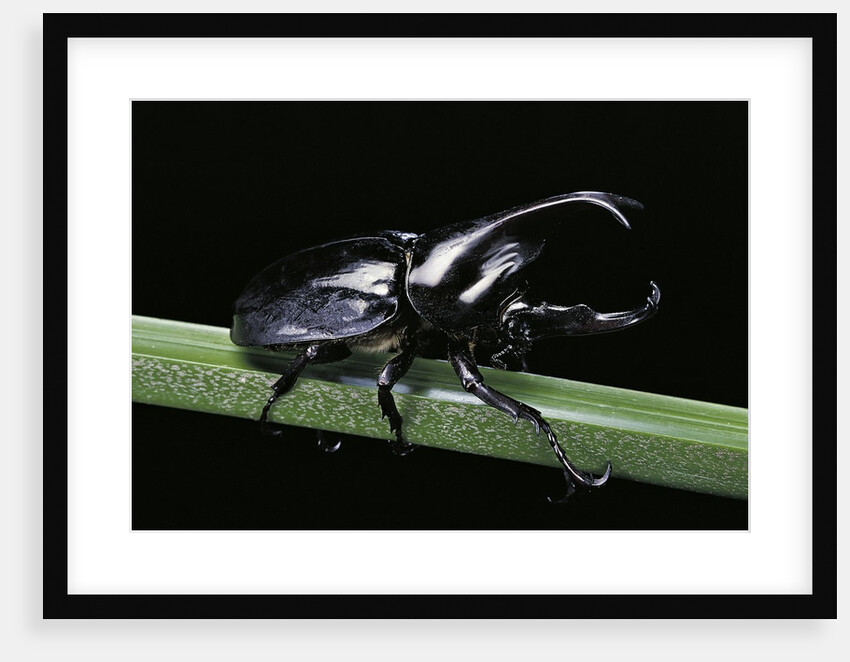 Xylotrupes gideon (siamese rhinoceros beetle, fighting beetle) - male by Anonymous