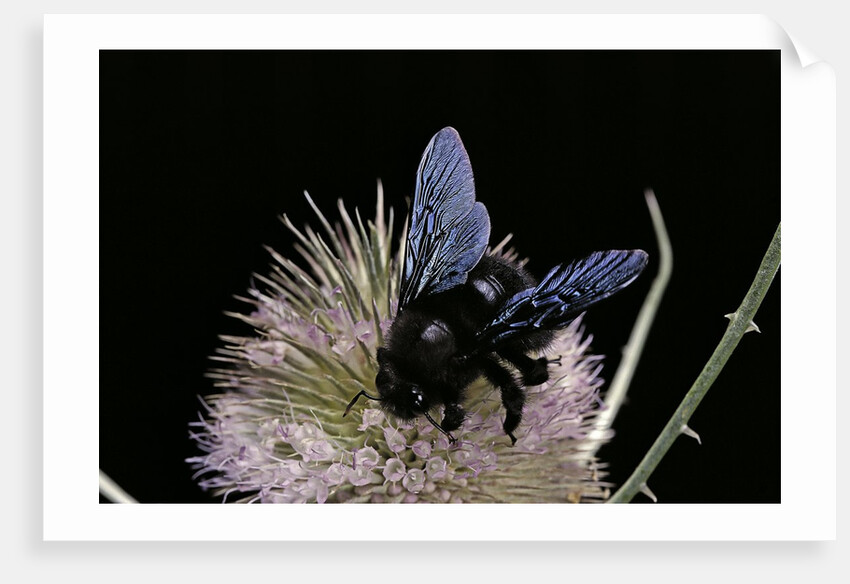 Xylocopa violacea (violet carpenter bee) by Anonymous