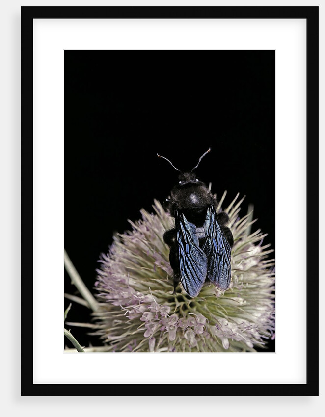 Xylocopa violacea (violet carpenter bee) by Anonymous