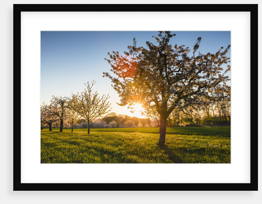 Cherry orchard in bloom by Anonymous