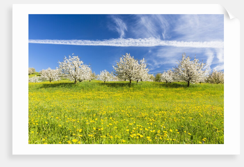 Cherry orchard in bloom by Anonymous
