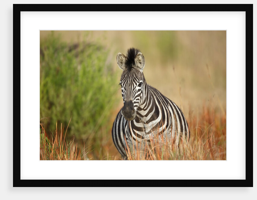 Zebra by Anonymous