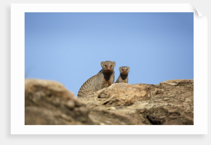 Banded Mongoose and baby by Anonymous