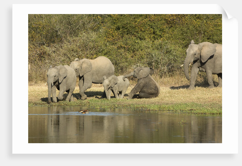 Elephant herd at waterhole by Anonymous