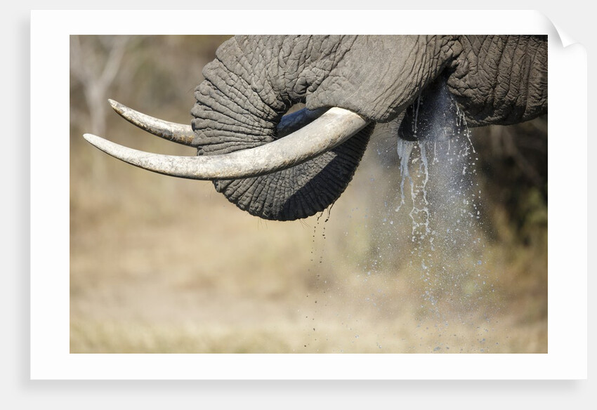 An elephant bull drinking by Anonymous