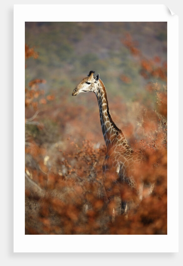 Giraffe in a red Forest by Anonymous