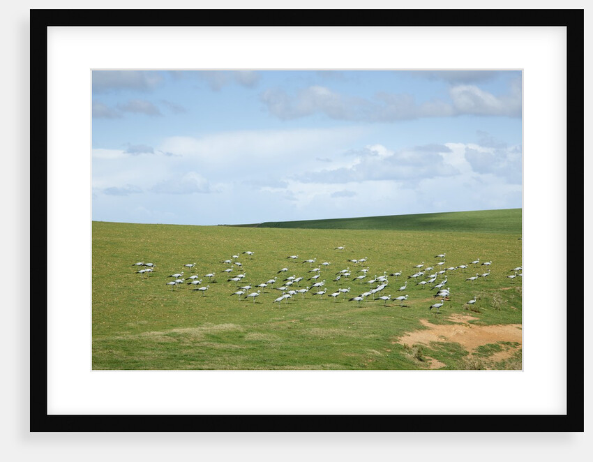 Blue Cranes in the Overberg by Anonymous