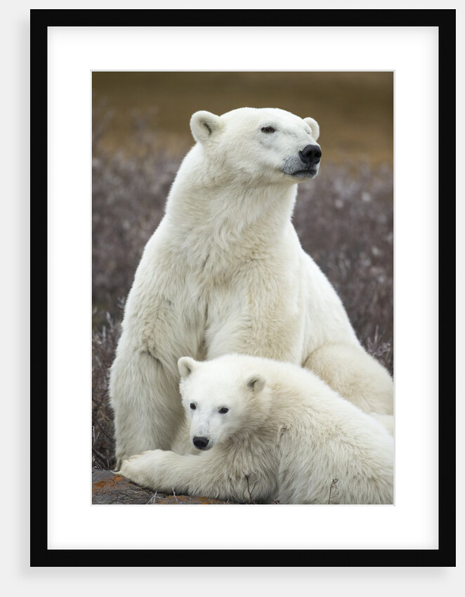 Polar Bear and Cub by Hudson Bay, Manitoba, Canada by Anonymous