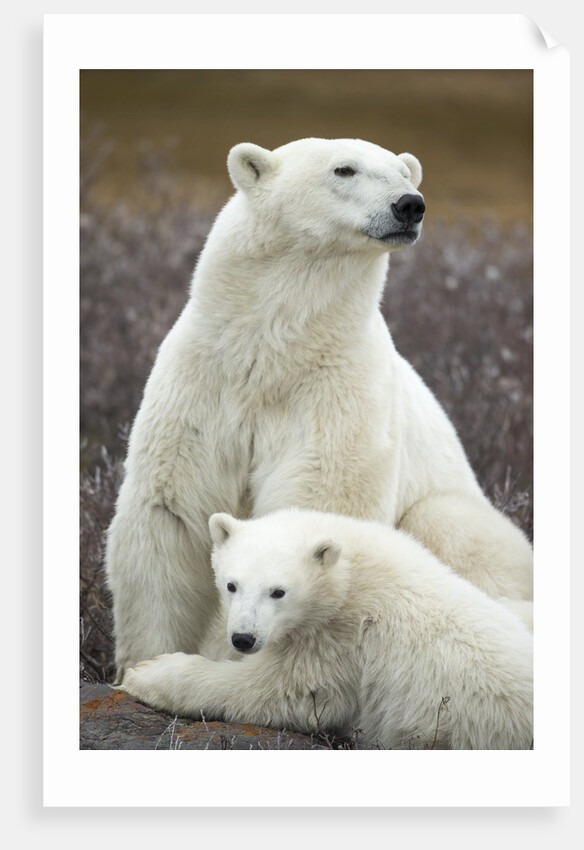 Polar Bear and Cub by Hudson Bay, Manitoba, Canada by Anonymous