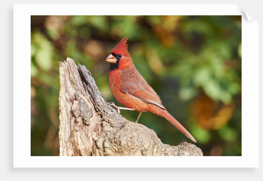 Northern Cardinal by Anonymous