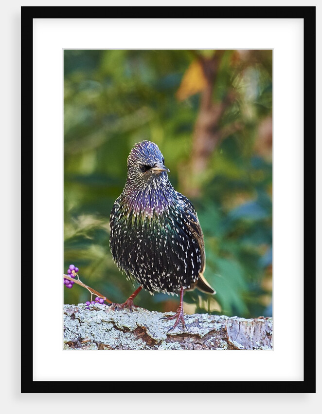 Starling; by Anonymous