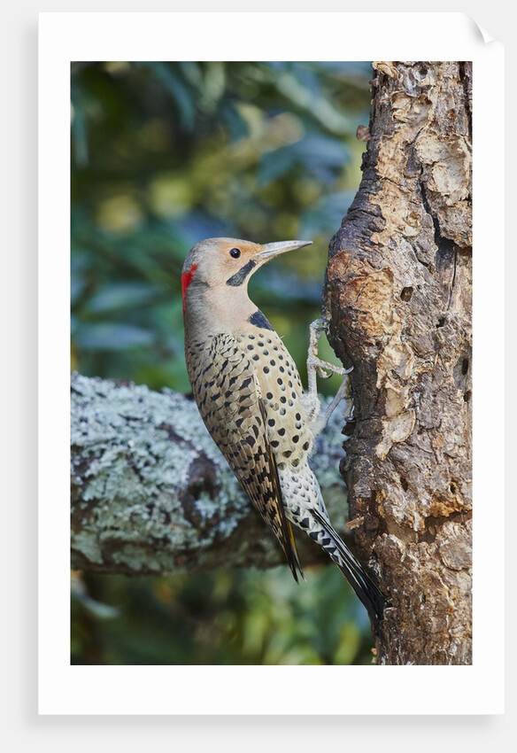 Northern Flicker by Anonymous